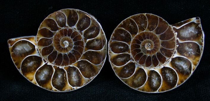 Small Desmoceras Ammonite Pair #7537